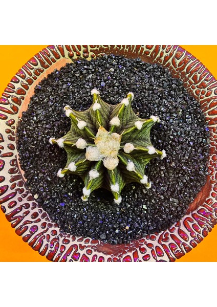 Gymnocalycium VOS1241 4,5 cm Boyutunda Özel Tür Kaktüs