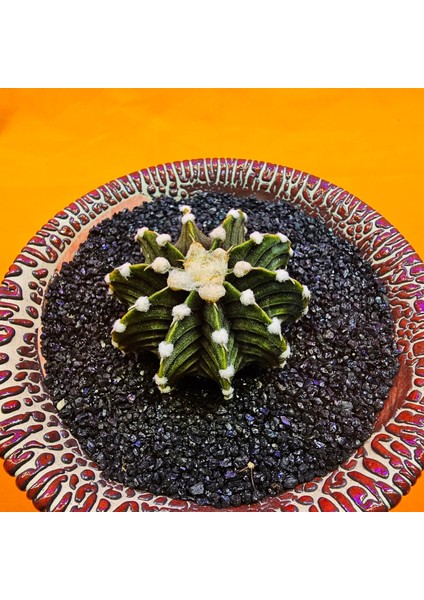 Gymnocalycium VOS1241 4,5 cm Boyutunda Özel Tür Kaktüs fiyatları