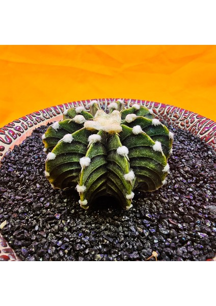 Gymnocalycium VOS1241 4,5 cm Boyutunda Özel Tür Kaktüs modelleri