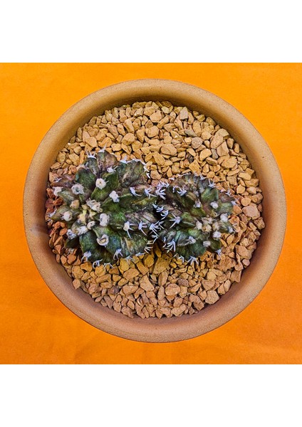 Gymnocalycium Trex 3 cm Özel Tür Kaktüs
