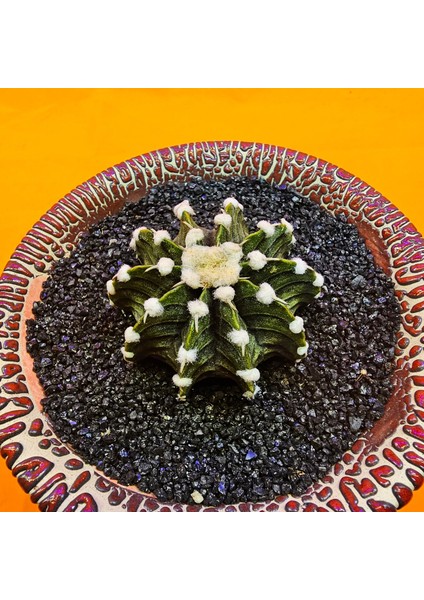 Gymnocalycium VOS1241 4,5 cm Boyutunda Özel Tür Kaktüs fiyatları