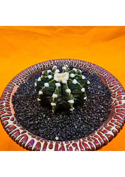 Gymnocalycium VOS1241 4,5 cm Boyutunda Özel Tür Kaktüs modelleri