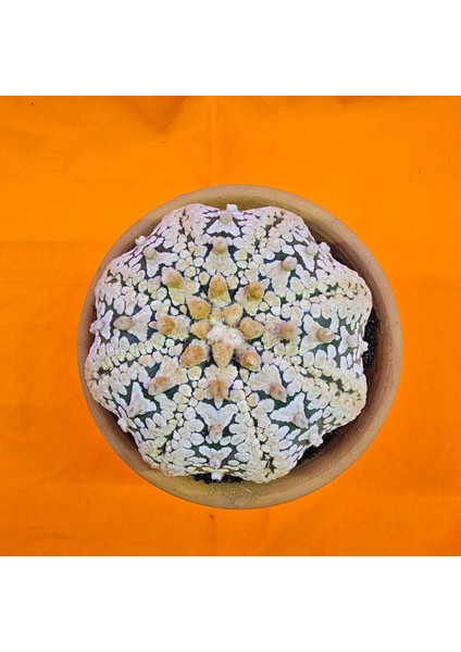 Astrophytum Asterias Superkabuto V-Type 9 cm Boyutunda Özel Tür Kaktüs