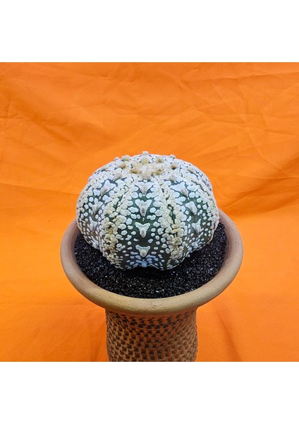 Astrophytum Asterias Superkabuto V-Type 9 cm Boyutunda Özel Tür Kaktüs fiyatları
