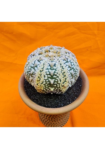 Astrophytum Asterias Superkabuto V-Type 9 cm Boyutunda Özel Tür Kaktüs modelleri