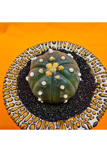 Astrophytum Asterias 5 cm Özel Tür Kaktüs fiyatları
