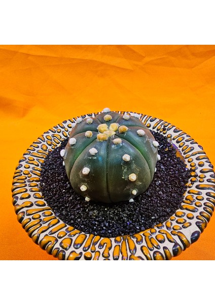 Astrophytum Asterias 5 cm Özel Tür Kaktüs modelleri