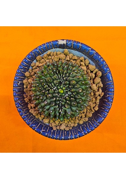Gymnocalycium Inermis Cristat 6 cm Özel Tür Kaktüs