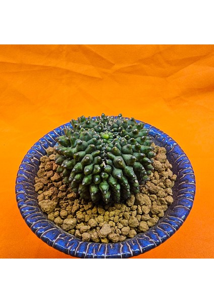 Gymnocalycium Inermis Cristat 6 cm Özel Tür Kaktüs modelleri