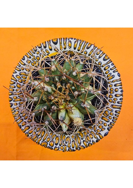 Gymnocalycium Marble 6,5 cm Özel Tür Kaktüs