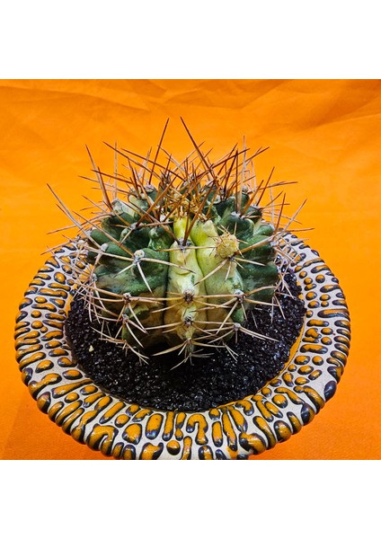 Gymnocalycium Marble 6,5 cm Özel Tür Kaktüs modelleri