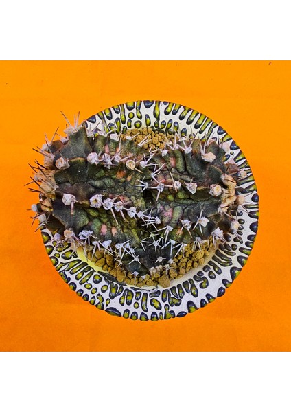 Gymnocalycium Trex 5,5 cm Özel Tür Kaktüs