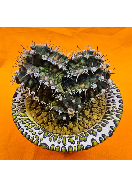 Gymnocalycium Trex 5,5 cm Özel Tür Kaktüs fiyatları