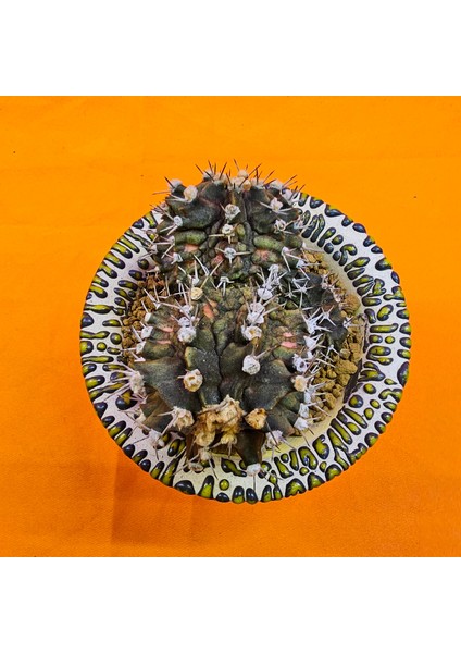 Gymnocalycium Trex 5,5 cm Özel Tür Kaktüs modelleri