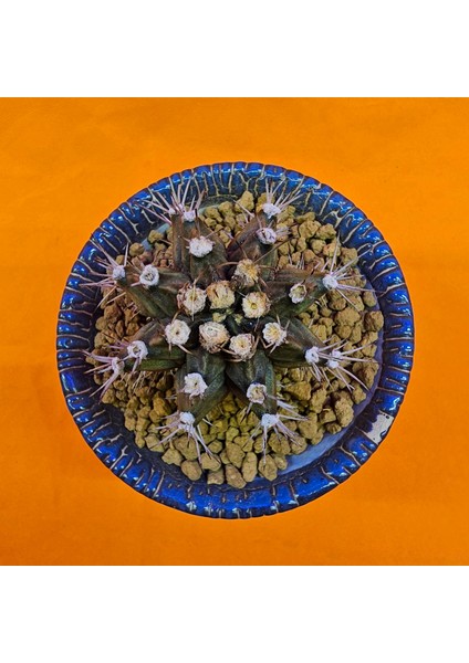 Gymnocalycium Trex 6 cm Özel Tür Kaktüs