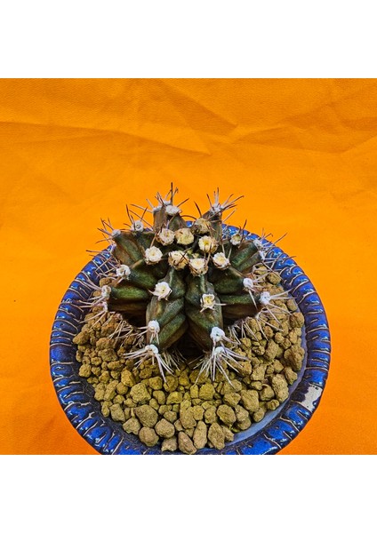 Gymnocalycium Trex 6 cm Özel Tür Kaktüs fiyatları