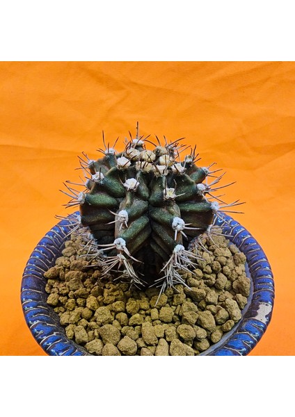 Gymnocalycium Trex 6 cm Özel Tür Kaktüs modelleri