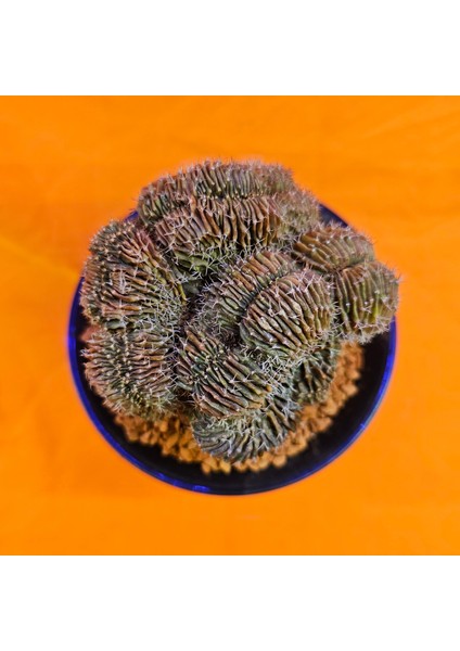 Gymnocalycium Cristat 11 cm Özel Tür Kaktüs