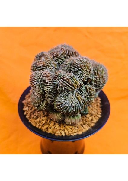 Gymnocalycium Cristat 11 cm Özel Tür Kaktüs fiyatları