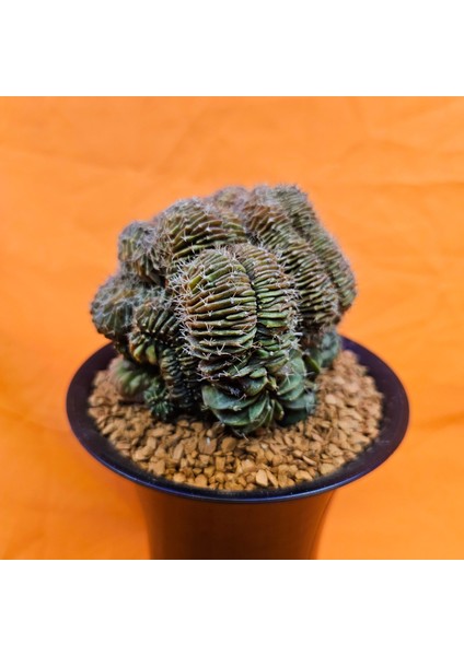 Gymnocalycium Cristat 11 cm Özel Tür Kaktüs modelleri