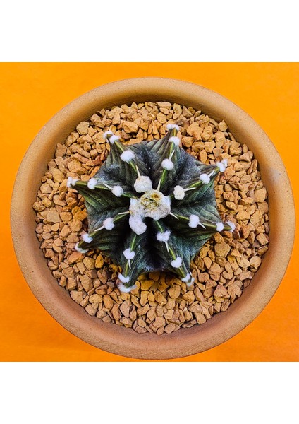 Gymnocalycium VOS1241 5 cm Boyutunda Özel Tür Kaktüs