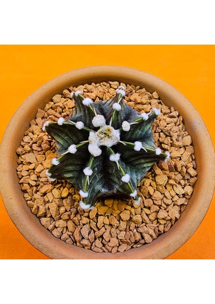 Gymnocalycium VOS1241 5 cm Boyutunda Özel Tür Kaktüs fiyatları