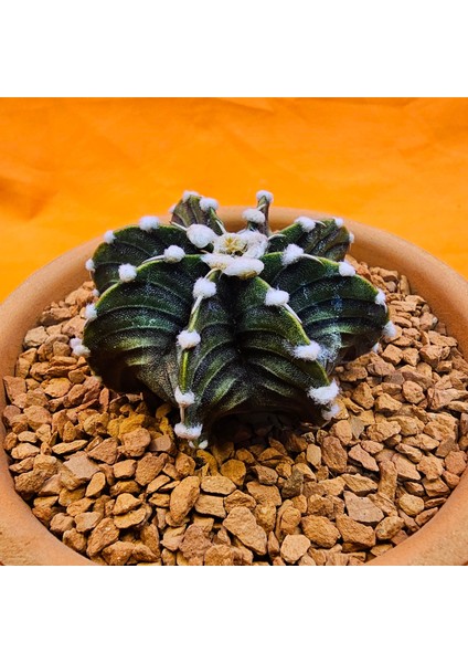 Gymnocalycium VOS1241 5 cm Boyutunda Özel Tür Kaktüs modelleri