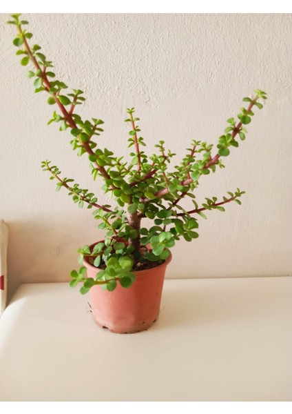 Bereket ve Şansın Sembolü Para Ağacı | Bonsai Portulacaria Afra | Özel Üretim Canlı Saksı Bitkisi