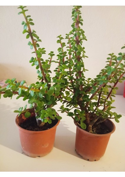 Bereket ve Şansın Sembolü Para Ağacı | Bonsai Portulacaria Afra | Özel Üretim Canlı Saksı Bitkisi fiyatları