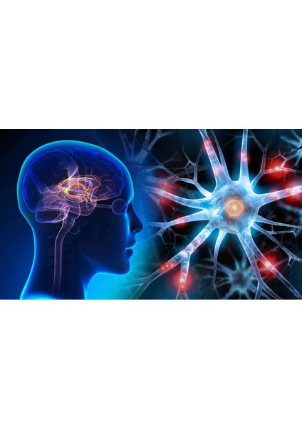 Neuro Optimizer Hafıza Ultra Zeka Pantothenic Calcium D-Pantothenate Acetyl-L-Carnitine Hydrochloride L-Glutamine Taurine Cytidine 5'-Diphosphocholine