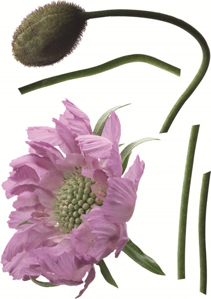 2 Adet Defter Sticker,laptop Sticker Mor Çiçekli Pvc 70X50X0,5CM fırsatları