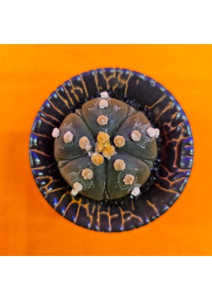 Astrophytum Asterias 4 cm Özel Tür Kaktüs
