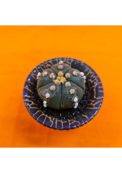 Astrophytum Asterias 4 cm Özel Tür Kaktüs fiyatları