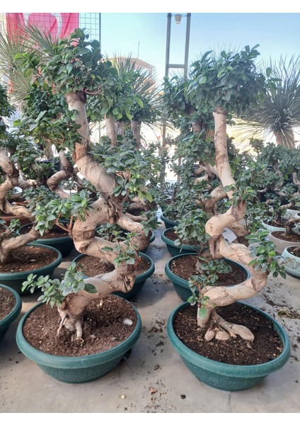 Ficus Microcarpa Ginseng Omono Bonsai | 110 cm Boyutunda S Form
