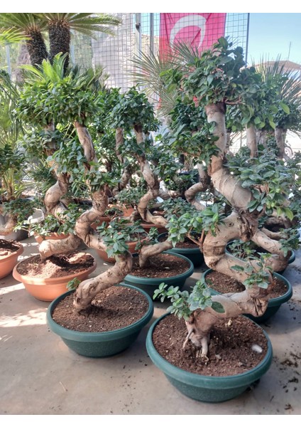 Ficus Microcarpa Ginseng Omono Bonsai | 110 cm Boyutunda S Form modelleri