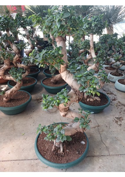 Ficus Microcarpa Ginseng Omono Bonsai | 110 cm Boyutunda S Form fırsatları