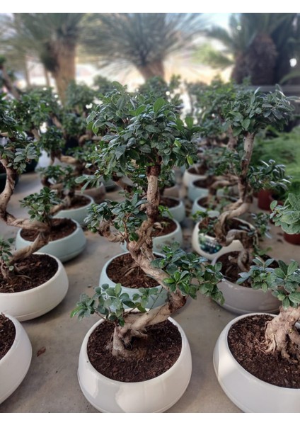 80 Cm. Ficus Ginseng Bonsai Ağacı - Kıvrımlı Gövdesiyle Lüks Dekorasyon