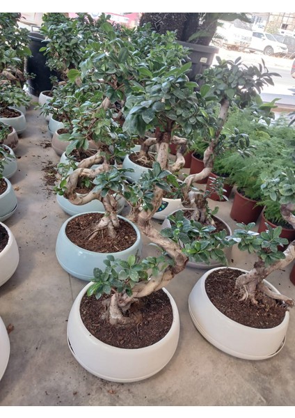 80 Cm. Ficus Ginseng Bonsai Ağacı - Kıvrımlı Gövdesiyle Lüks Dekorasyon fiyatları