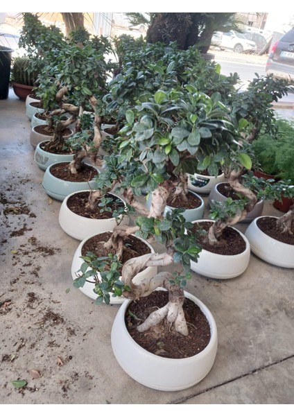 80 Cm. Ficus Ginseng Bonsai Ağacı - Kıvrımlı Gövdesiyle Lüks Dekorasyon modelleri