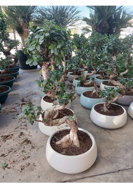 80 Cm. Ficus Ginseng Bonsai Ağacı - Kıvrımlı Gövdesiyle Lüks Dekorasyon fırsatları