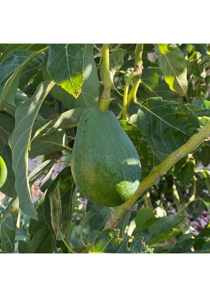 Avokado 250 gr Üzeri