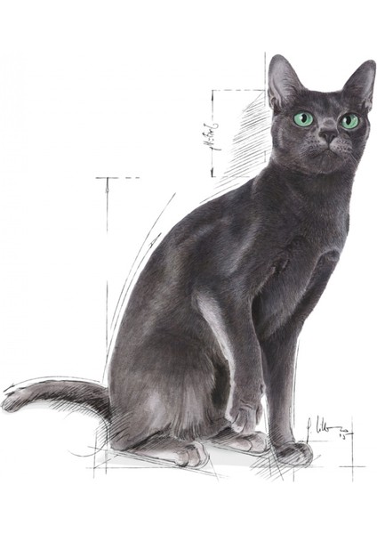 Sterilised37 Kısırlaştırılmış Kediler için Kuru Kedi Maması 2kg