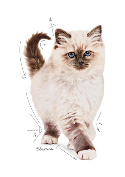 Royal Kitten Yavru Kediler için Kuru Kedi Maması 4kg