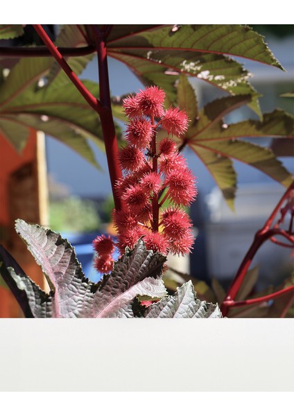 / Hint Yağı / Organik / Soğuk Sıkım fırsatları