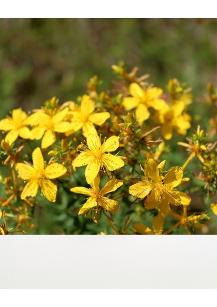 Kantaron Yağı modelleri