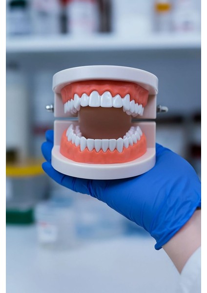 Insan Anatomisi Diş Çene Modeli Eğitici Maket Fen ve Biyoloji Dersleri Deney Maketi