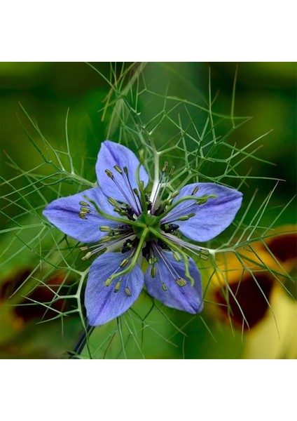 Çörekotu Yağı / Organik / Soğuk Sıkım modelleri