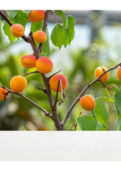 / Kayısı Çekirdeği Yağı / Organik / Soğuk Sıkım modelleri