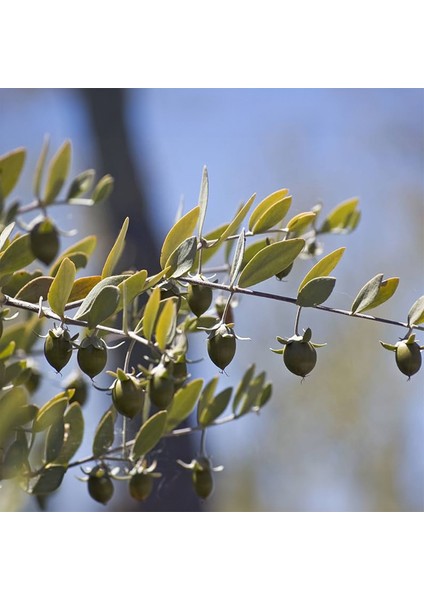 / Jojoba Yağı / Organik / Soğuk Sıkım modelleri