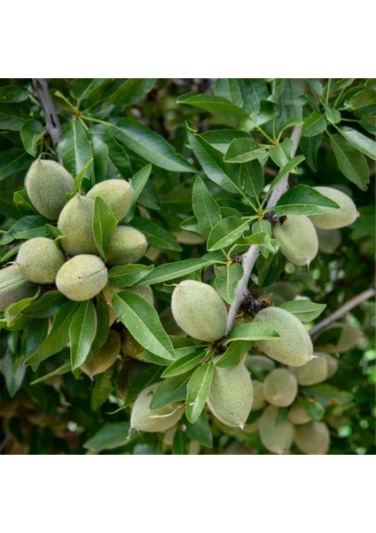 / Tatlı Badem Yağı / Organik / Soğuk Sıkım modelleri